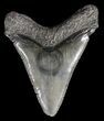 Serrated, Megalodon Tooth - Georgia #63944-2